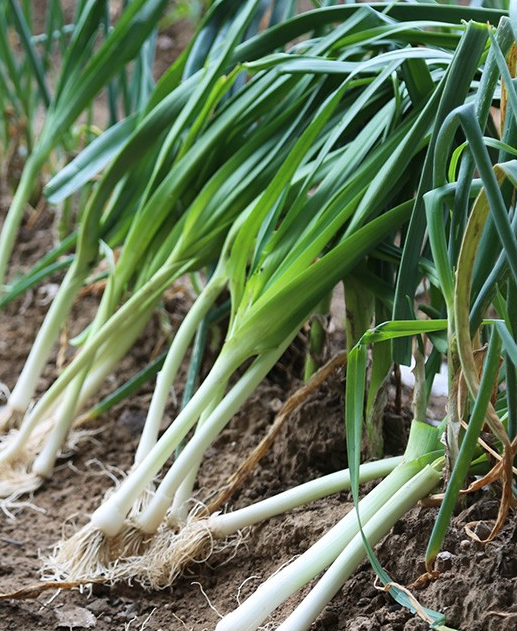 青蒜保鮮冷庫儲(chǔ)存溫度范圍的重要性