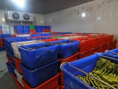 蔬菜批發(fā)市場建冷庫,建多大合適