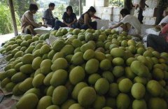 1000噸芒果冷庫造價大概多少,是怎么計算的