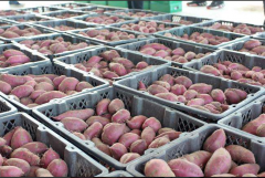 15000平果蔬批發(fā)市場冷庫設計建造成本是多少