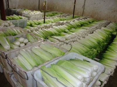 山東3000平米果蔬保鮮庫 山東3000平米果蔬保鮮庫