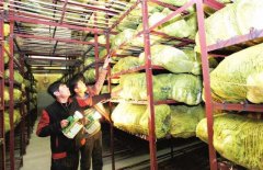 新建1000噸蔬菜冷庫設計大概多少錢?