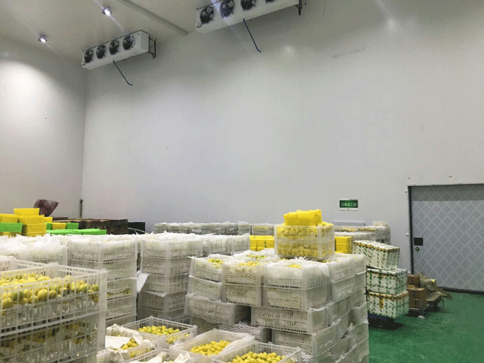 1000平方米果蔬冷庫 1000平方米果蔬冷庫