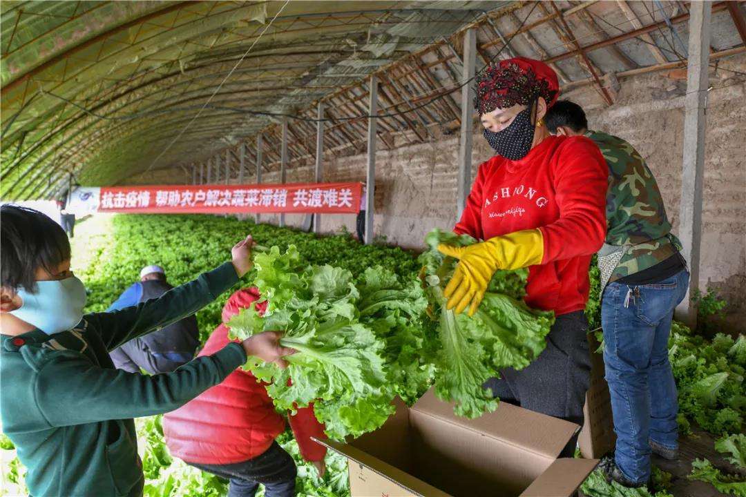 疫情蔬菜冷庫 疫情蔬菜冷庫