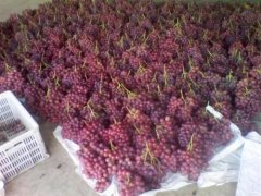 總產(chǎn)量100萬斤葡萄需要建多大的冷庫，造價(jià)多少