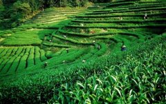 上海建1000㎡茶葉冷庫(冷藏、冷凍庫倉庫)安裝預算多少錢