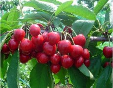 大櫻桃、獼猴桃在氣調保鮮庫能保存多久?