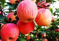 蘋果氣調冷庫設置要根據(jù)蘋果類別調節(jié)