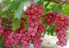 紅提葡萄保鮮冷藏庫(kù)保鮮多久及方法