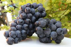 葡萄保鮮庫(kù)安裝,建一個(gè)葡萄冷庫(kù)需要多少錢(qián)?