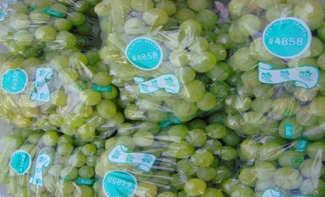 300噸葡萄保鮮庫造價(jià),葡萄冷庫保鮮期及溫度