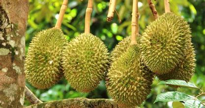 500平米榴蓮冷庫安裝造價,榴蓮保鮮庫耗電量kw/h