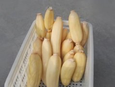 100噸的蓮藕怎么保鮮，蓮藕保鮮庫設計及造價